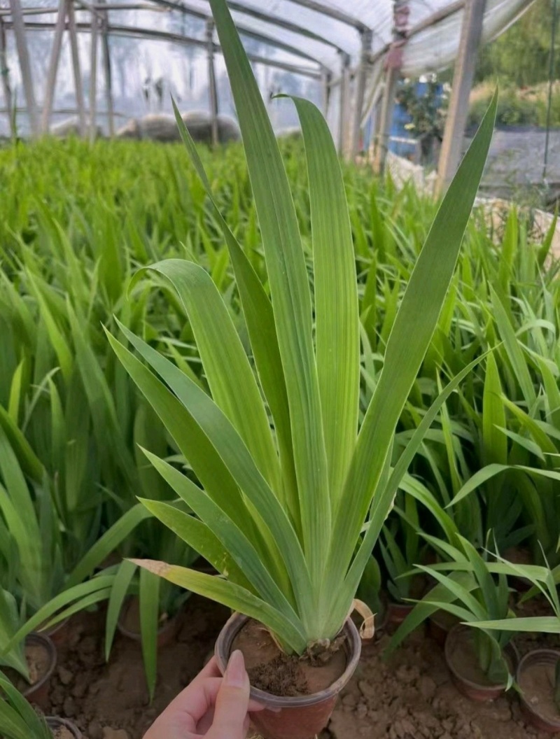 自家苗圃大量出售燕尾
