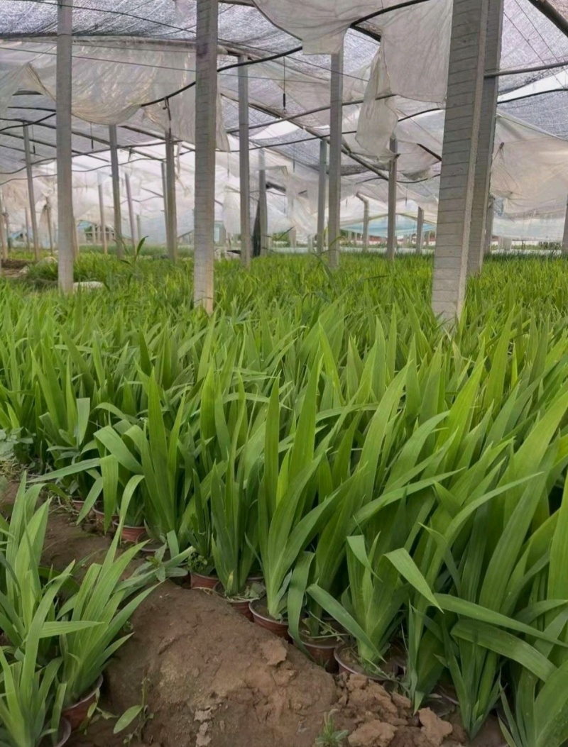 自家苗圃大量出售燕尾