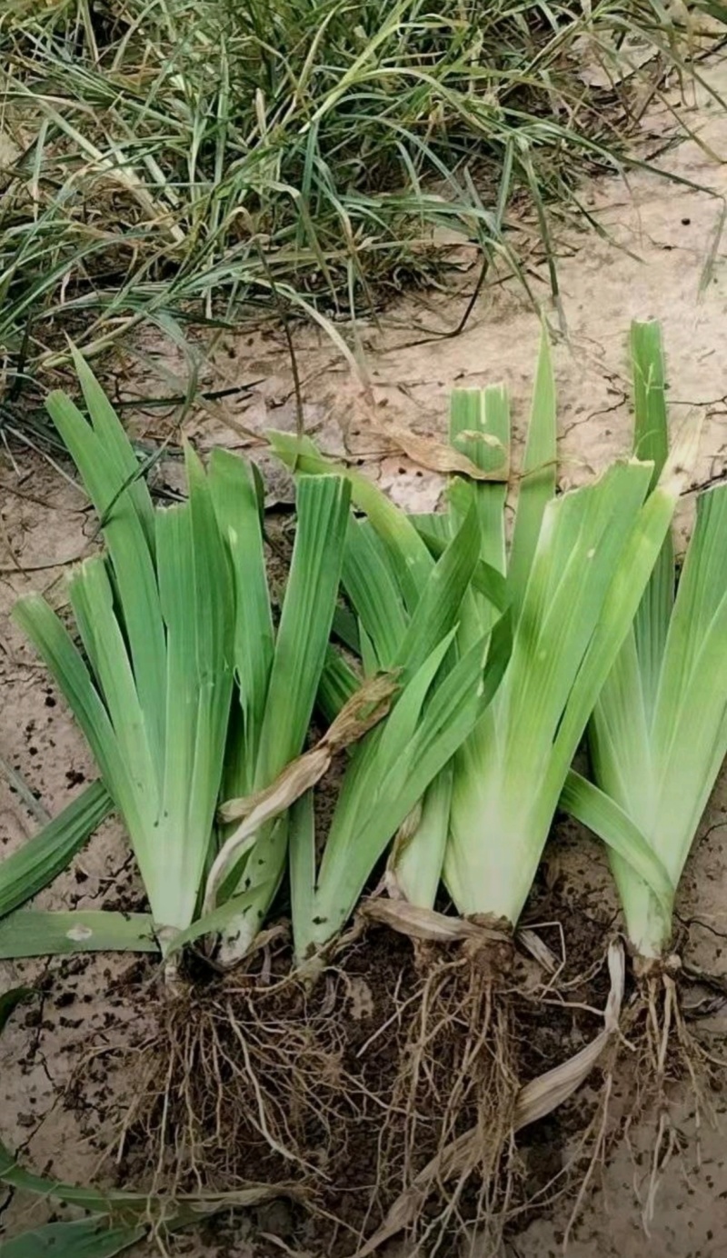 自家苗圃大量出售燕尾