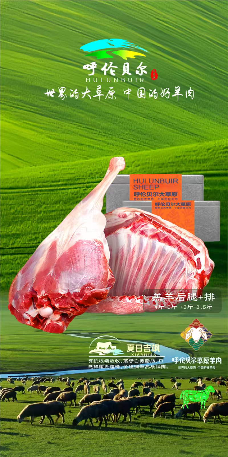 羔羊排4-6月羔羊呼伦贝尔全草溯源牛羊肉