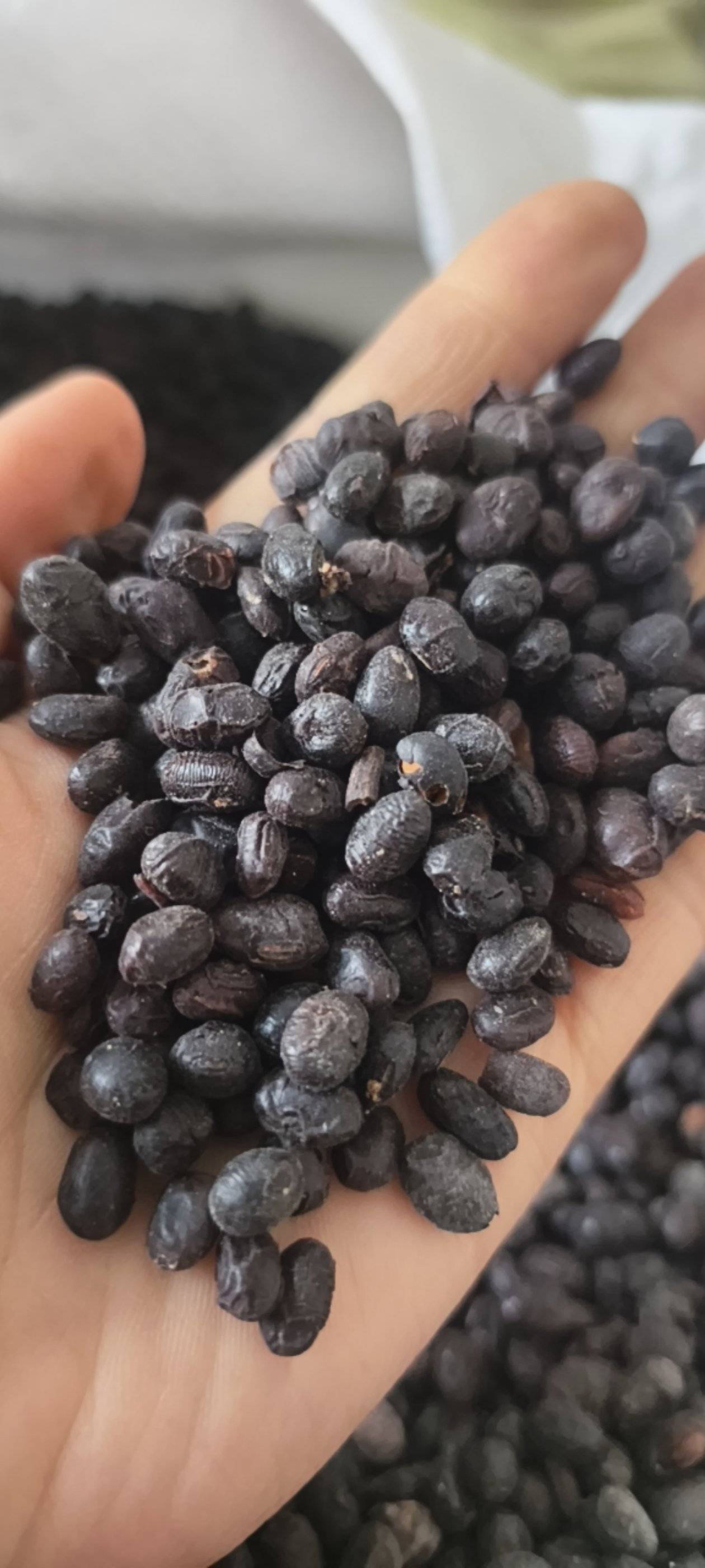 淡豆豉淡豆豉统货大豆豉产地山东省地道药材紫轩堂