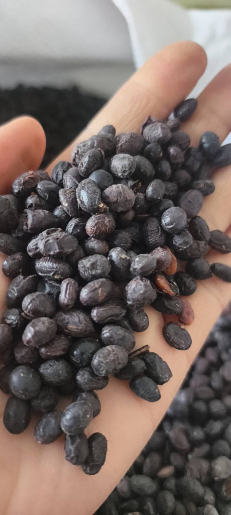 淡豆豉淡豆豉统货大豆豉产地山东省地道药材紫轩堂