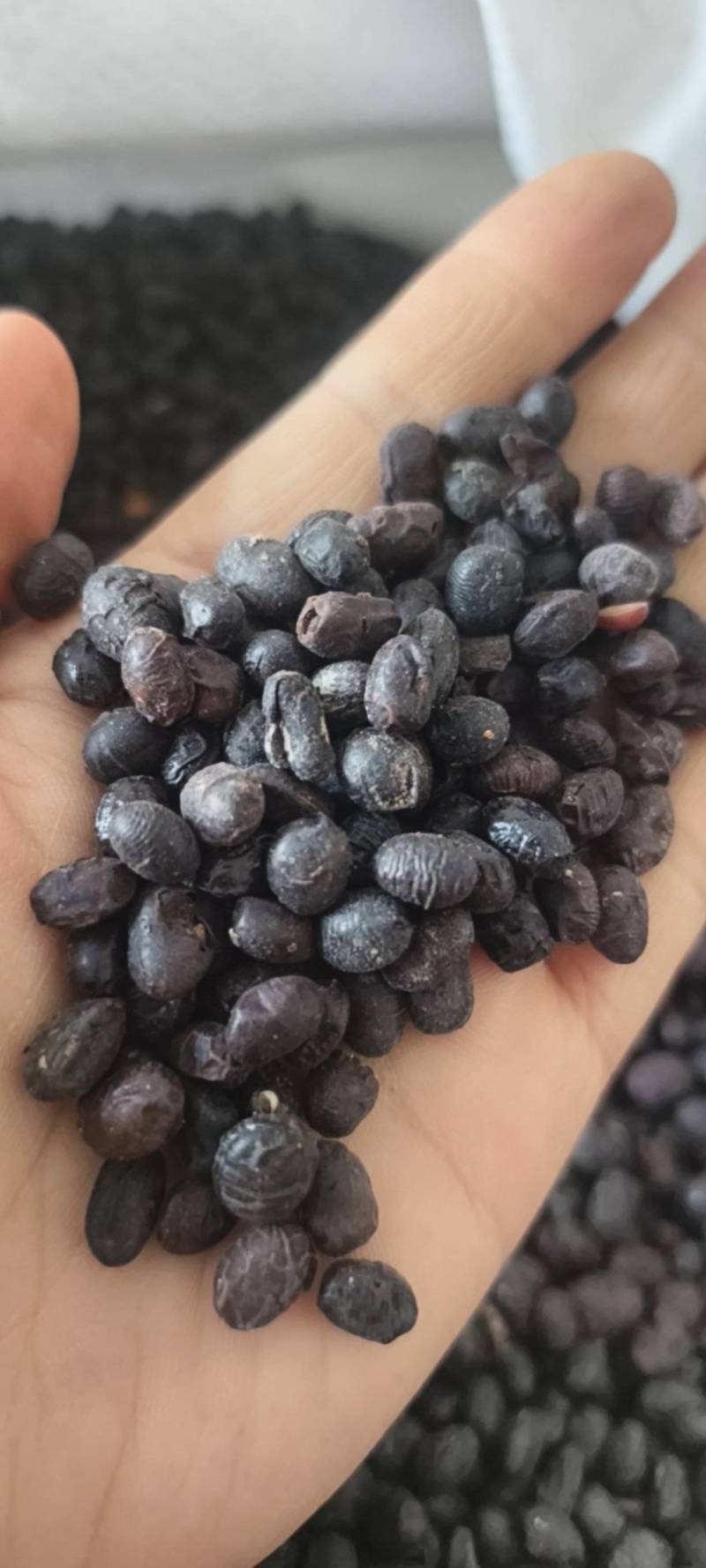 淡豆豉淡豆豉统货大豆豉产地山东省地道药材紫轩堂