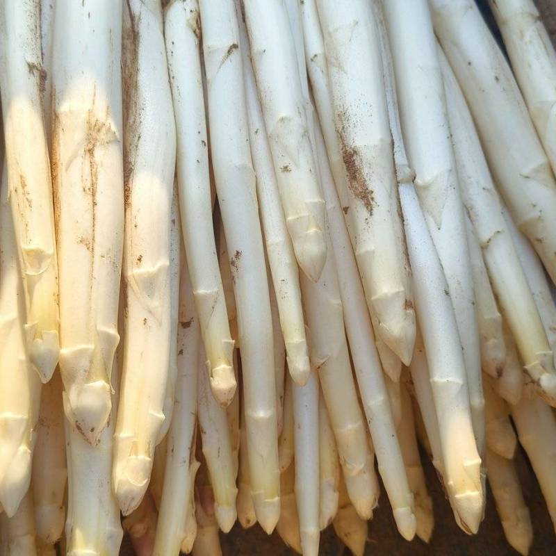 山东潍坊坊子白芦笋预售中！