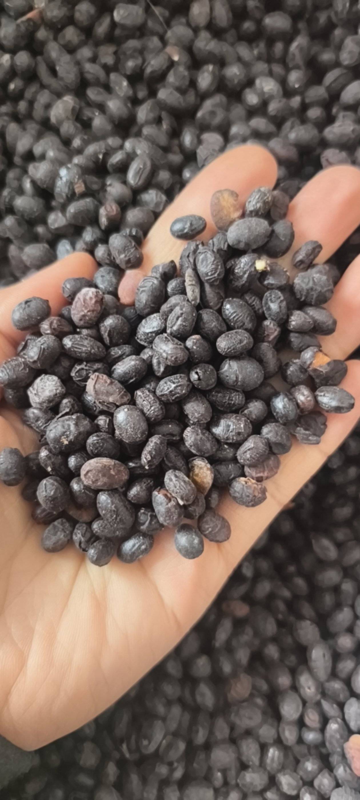 淡豆豉淡豆豉统货大豆豉产地山东省地道药材紫轩堂