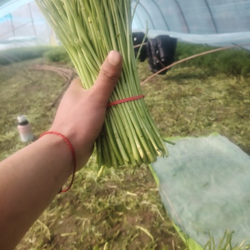 安徽芦蒿一手货源产地直发长期供货，量大从优