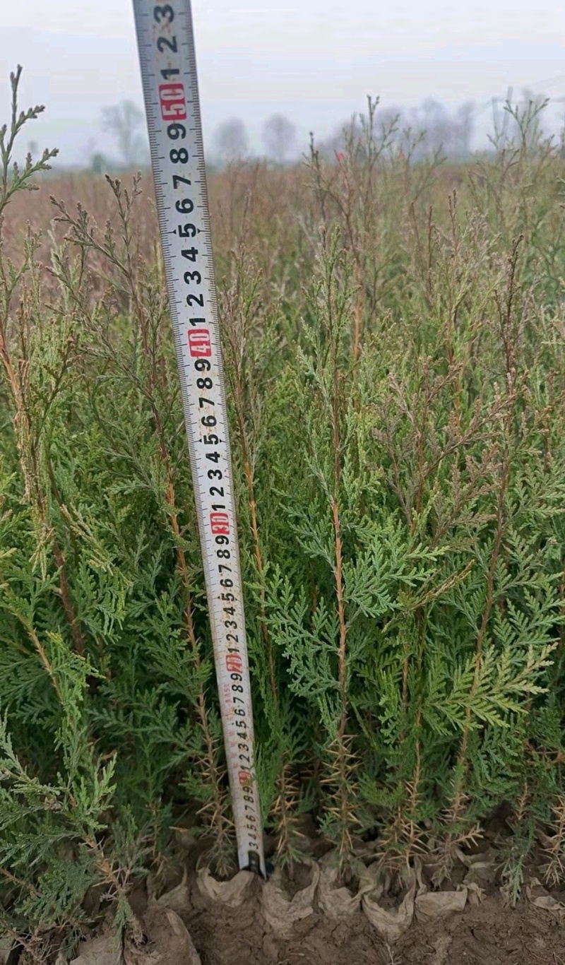 苗圃大量出售120厘米侧柏