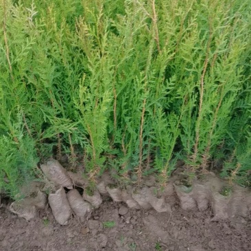 苗圃大量出售120厘米侧柏