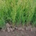 苗圃大量出售120厘米侧柏
