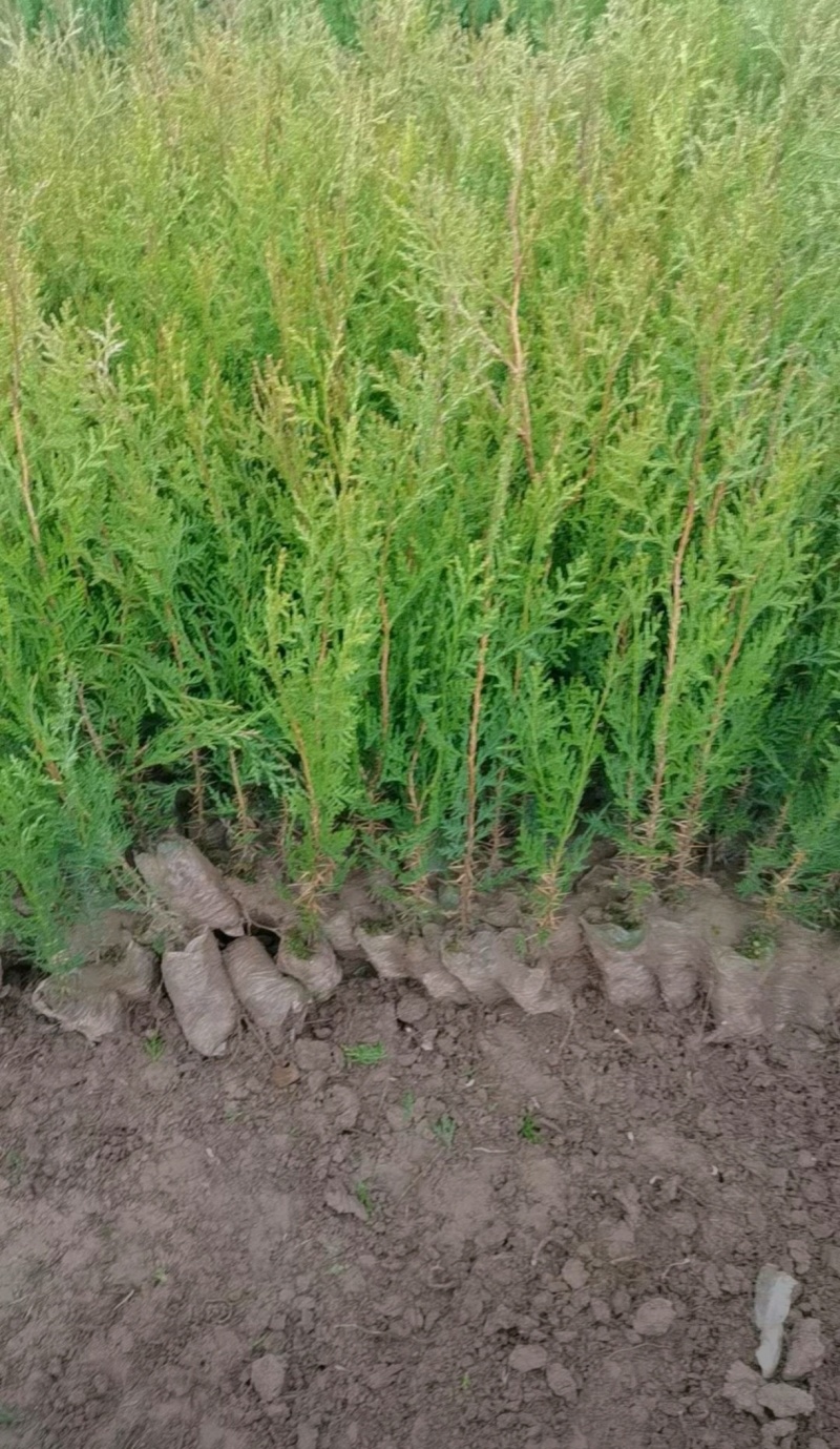 苗圃大量出售120厘米侧柏