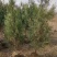苗圃大量出售120厘米侧柏