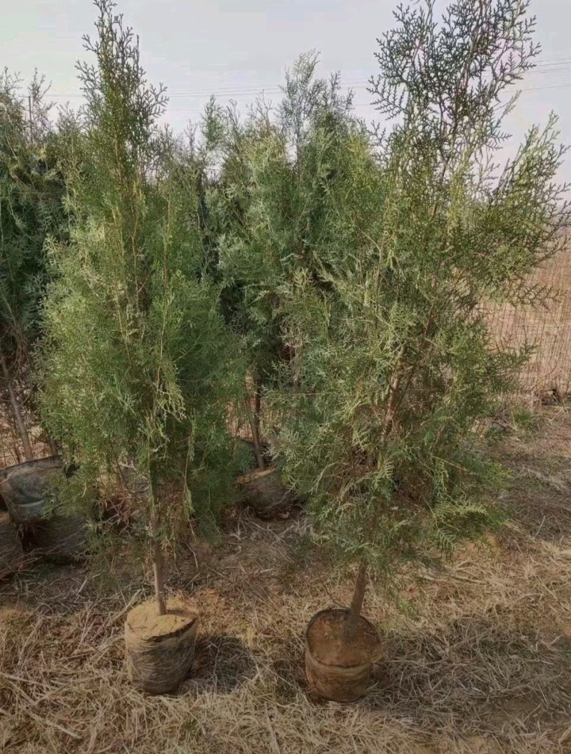 苗圃大量出售120厘米侧柏