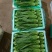 云南油麦菜大量上市，品质好价不高