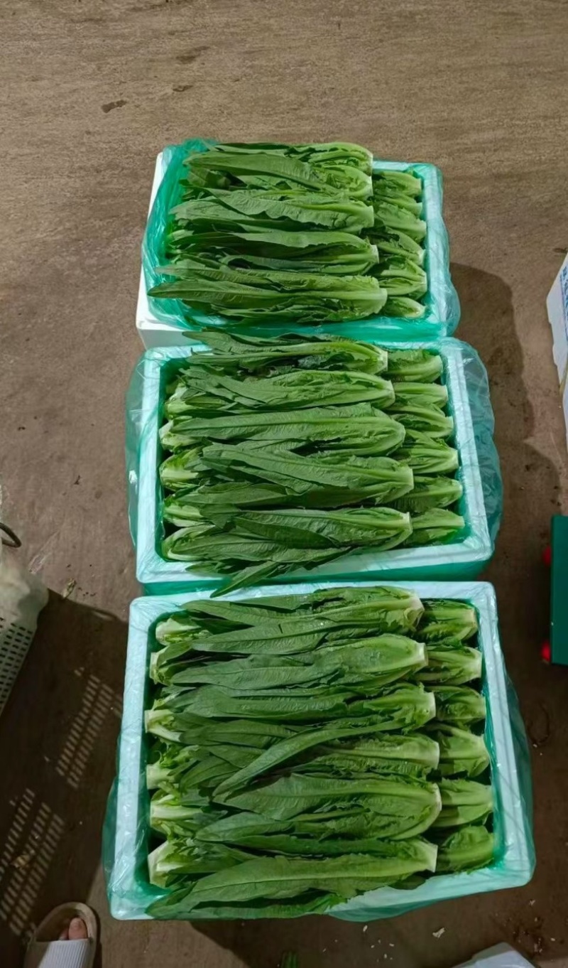云南油麦菜大量上市，品质好价不高