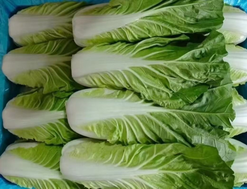 云南油麦菜大量上市，品质好价不高