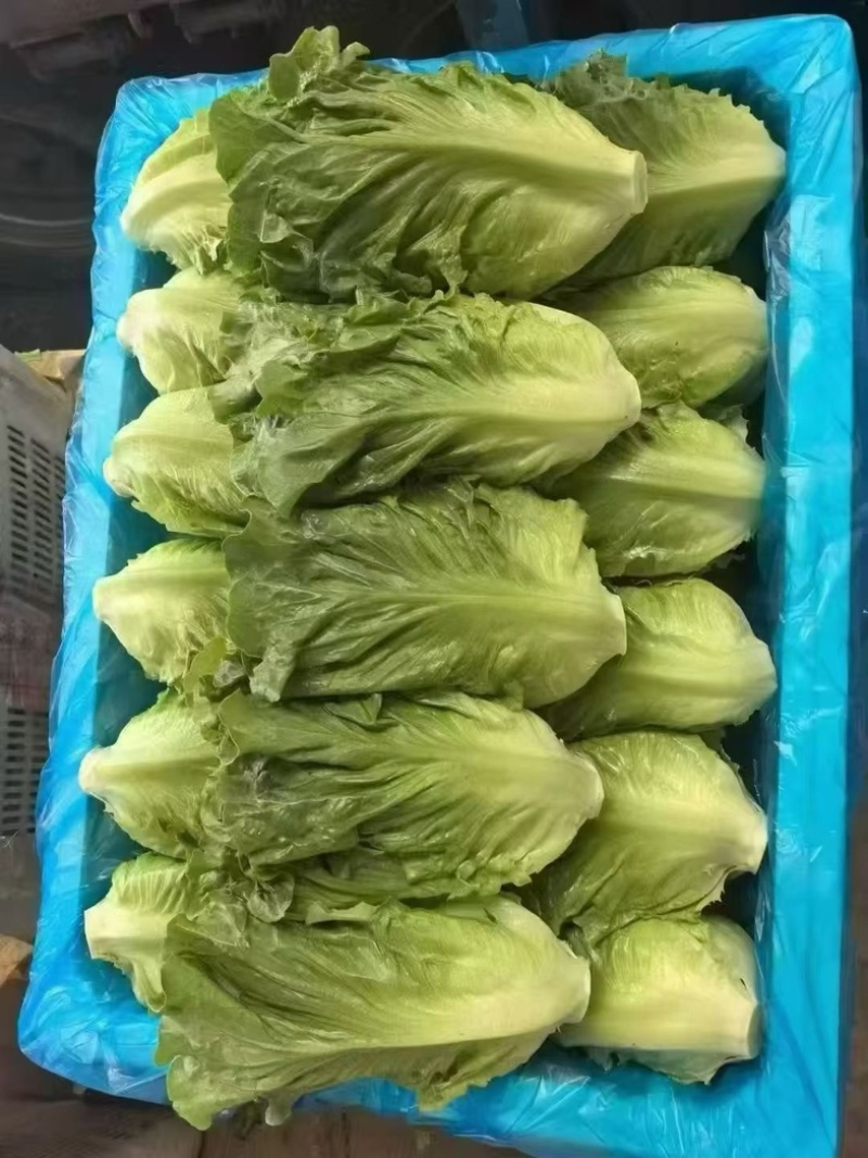 云南油麦菜大量上市，品质好价不高