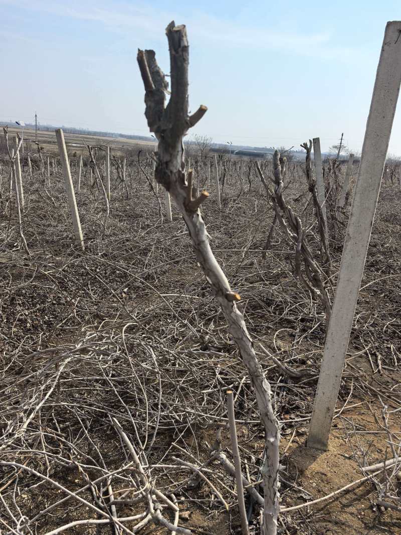 丹东龙城2号软枣树5000颗