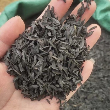 中药材知母籽精品知母籽好种植易管理成活率高