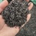 中药材知母籽精品知母籽好种植易管理成活率高