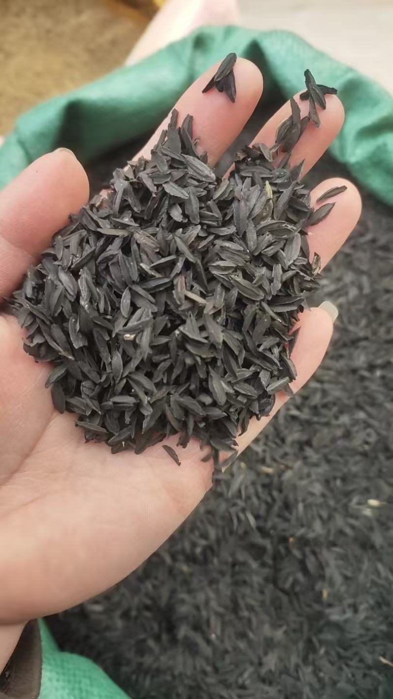 中药材知母籽精品知母籽好种植易管理成活率高