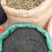 中药材知母籽精品知母籽好种植易管理成活率高