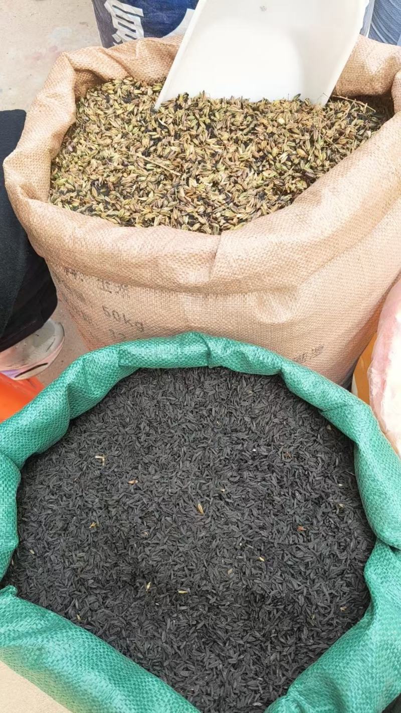 中药材知母籽精品知母籽好种植易管理成活率高