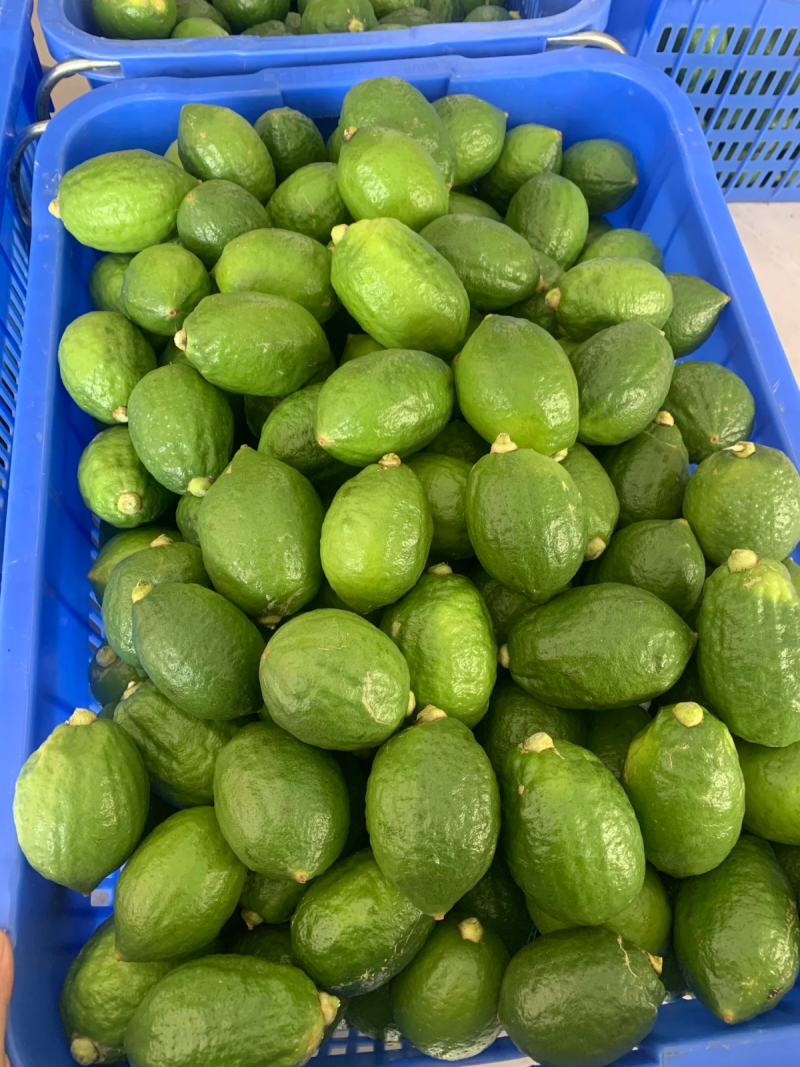 香水柠檬