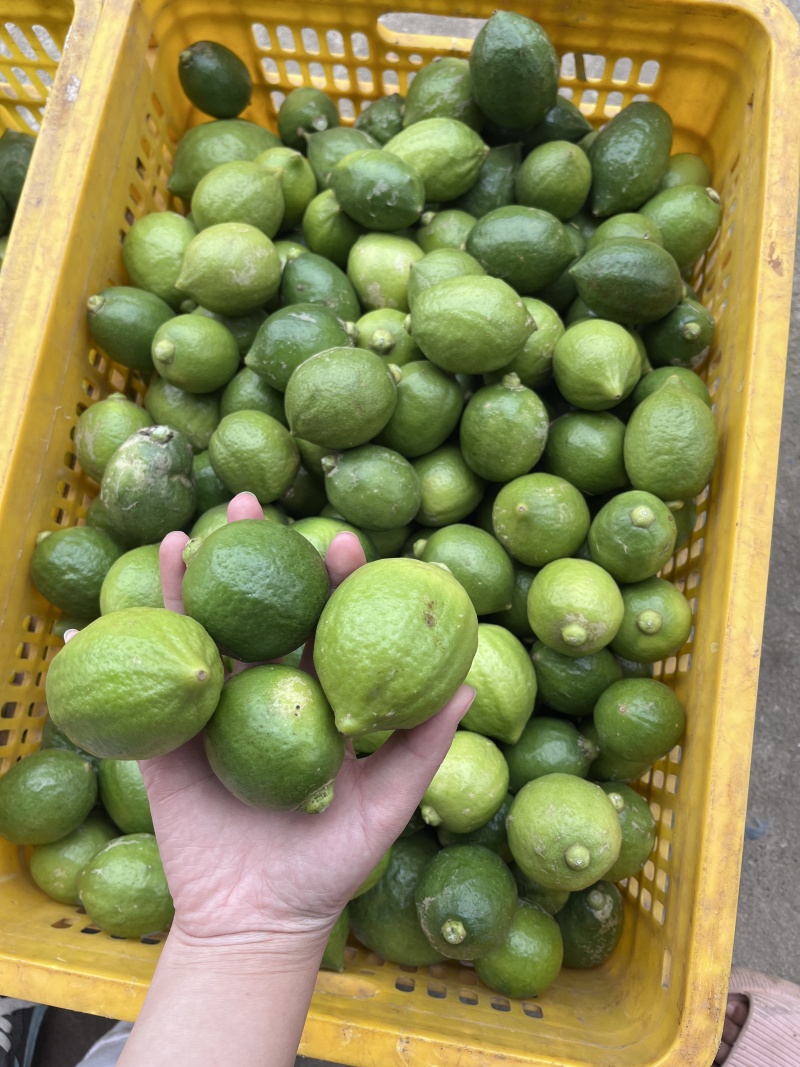 香水柠檬
