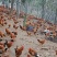 皖南黄散养小公鸡