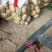 土豆实验一沃土量大从优支持视频看货选货