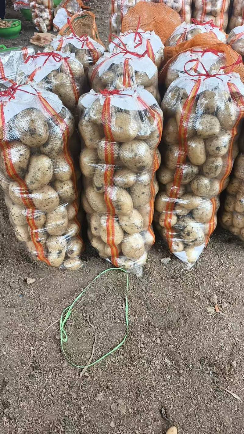 土豆实验一沃土量大从优支持视频看货选货