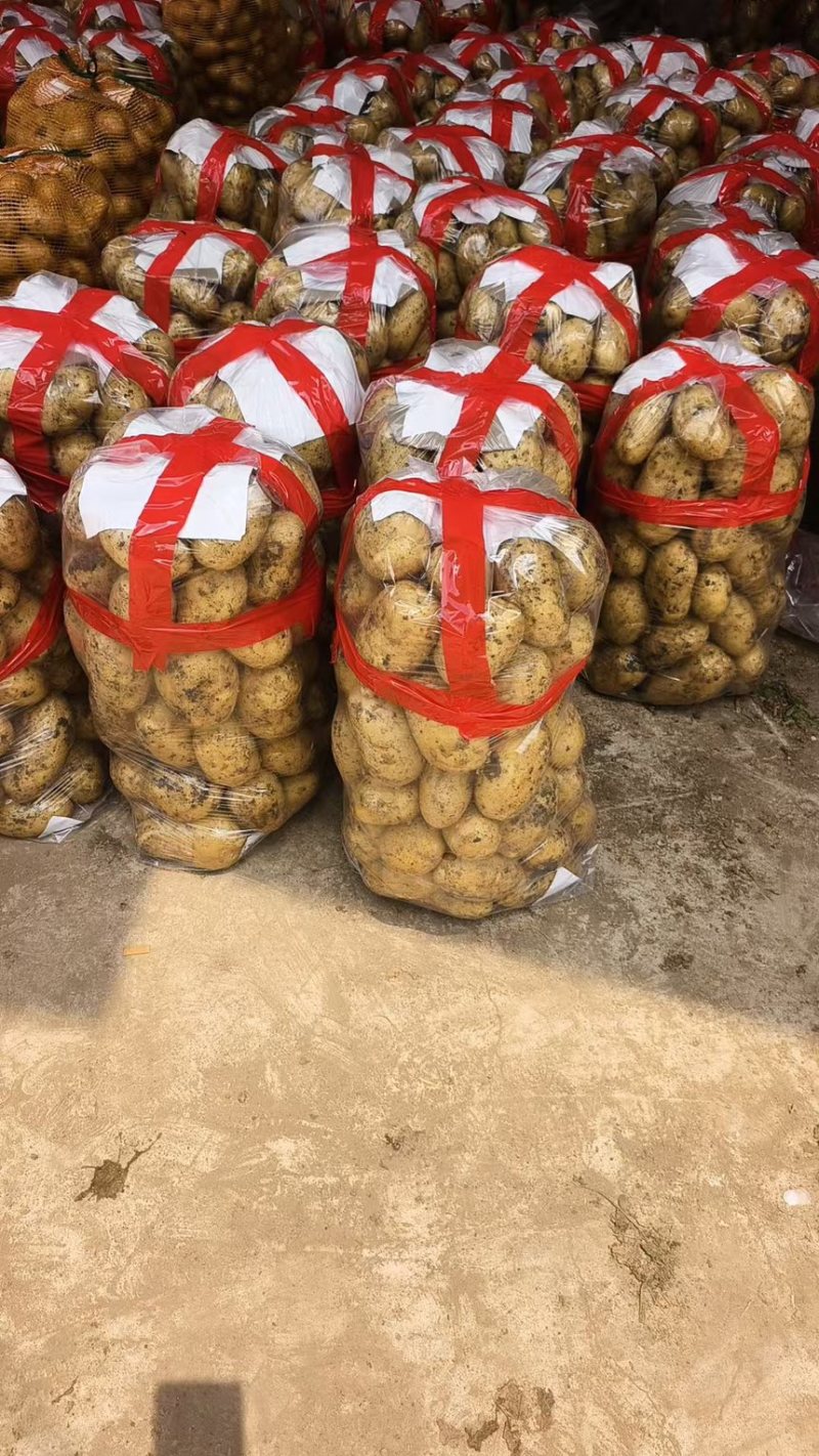 土豆实验一沃土量大从优支持视频看货选货