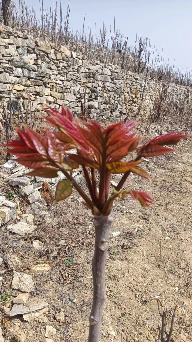 山东省新泰市马家寨子红油香椿芽批发基地欢迎新老客户致电！