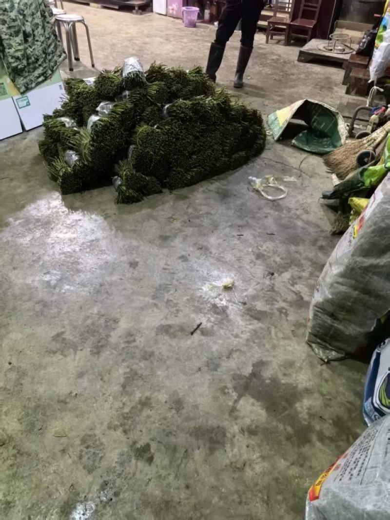三叶青苗精品货源充足稳定成活率高欢迎来电洽谈合作