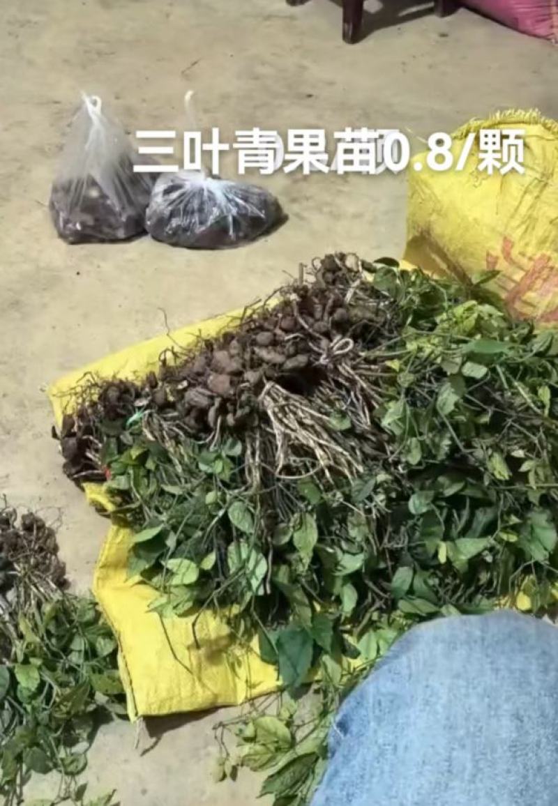 三叶青苗精品货源充足稳定成活率高欢迎来电洽谈合作