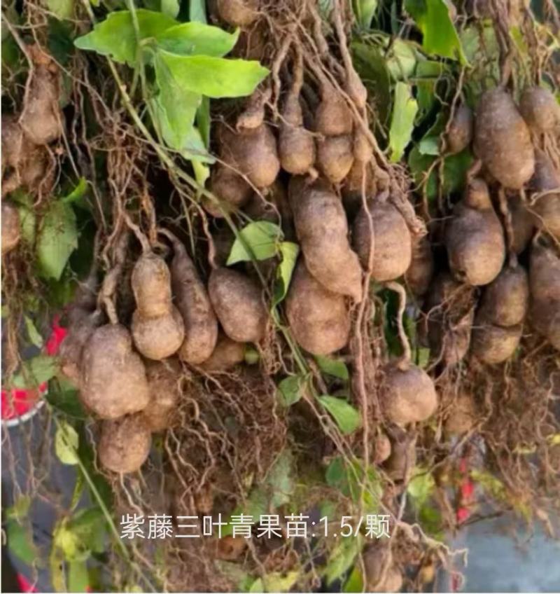 三叶青苗精品货源充足稳定成活率高欢迎来电洽谈合作