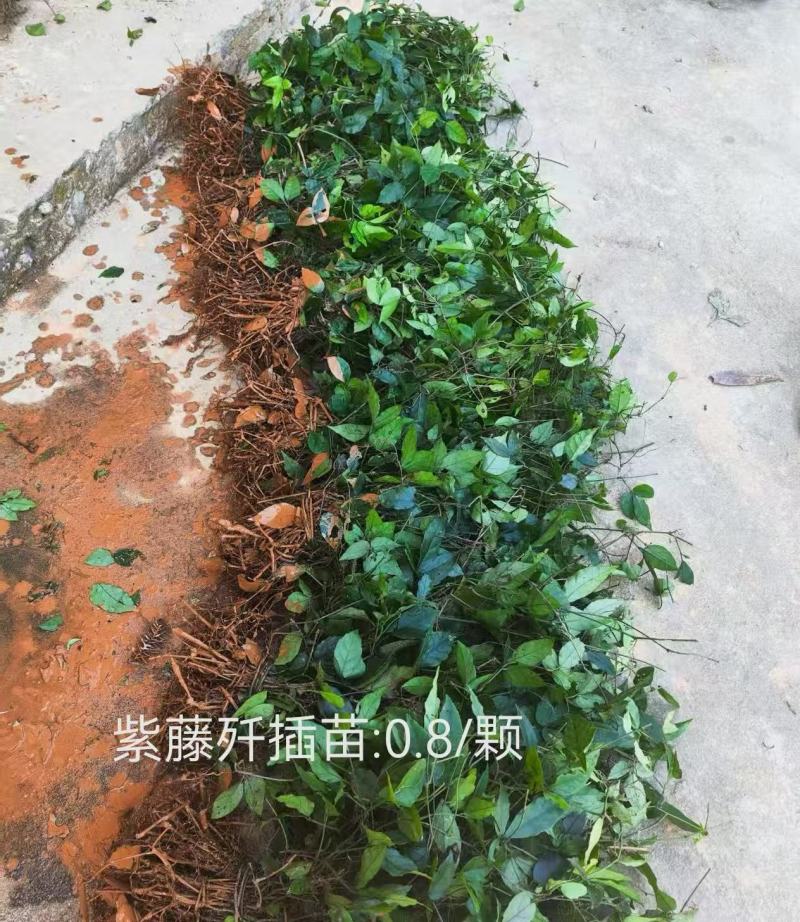 三叶青苗精品货源充足稳定成活率高欢迎来电洽谈合作