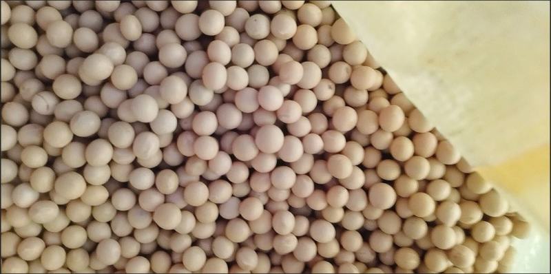 大豆种子黄豆种子老品种，推荐高产早熟矮，黄豆包邮到家！