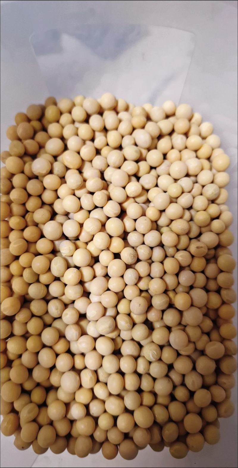大豆种子黄豆种子老品种，推荐高产早熟矮，黄豆包邮到家！