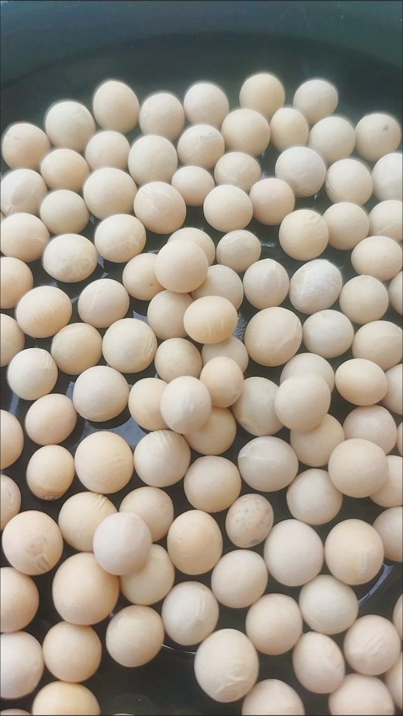 大豆种子黄豆种子老品种，推荐高产早熟矮，黄豆包邮到家！