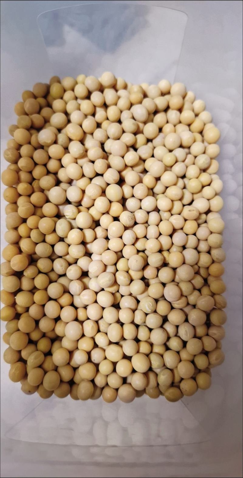 大豆种子黄豆种子老品种，推荐高产早熟矮，黄豆包邮到家！