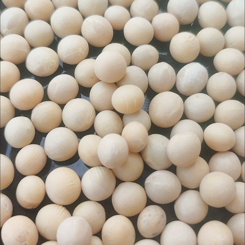 大豆种子黄豆种子老品种，推荐高产早熟矮，黄豆包邮到家！