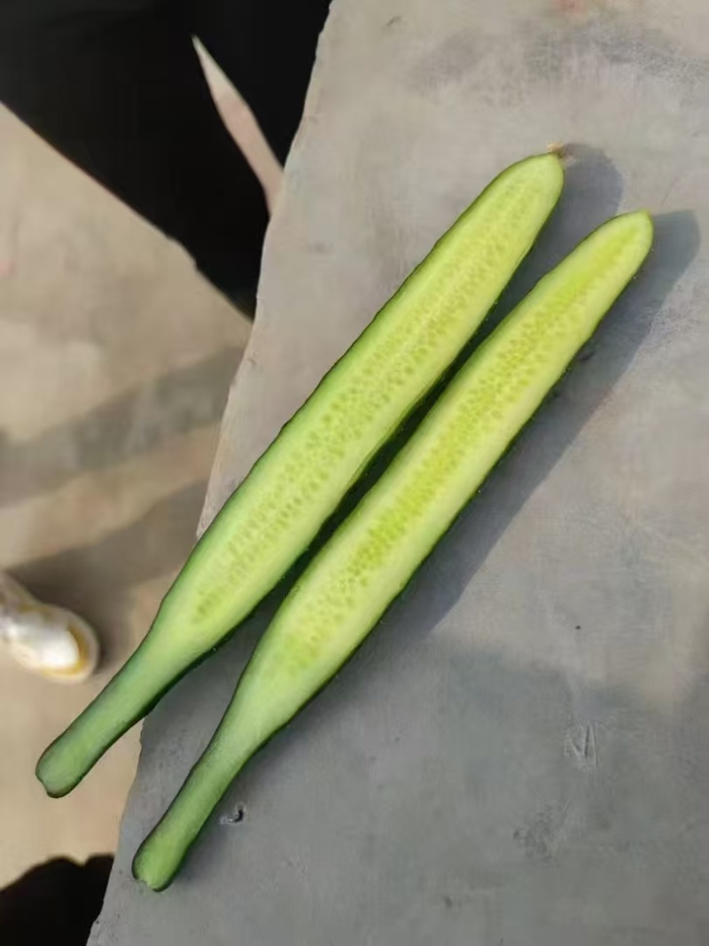 万亩精品黄瓜基地🥒，供应电商～市场～商超，质量三包