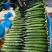 万亩精品黄瓜基地🥒，供应电商～市场～商超，质量三包