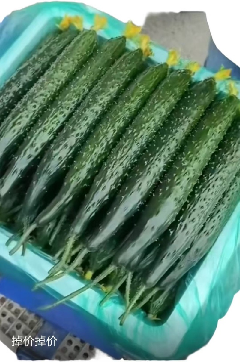 万亩精品黄瓜基地🥒，供应电商～市场～商超，质量三包