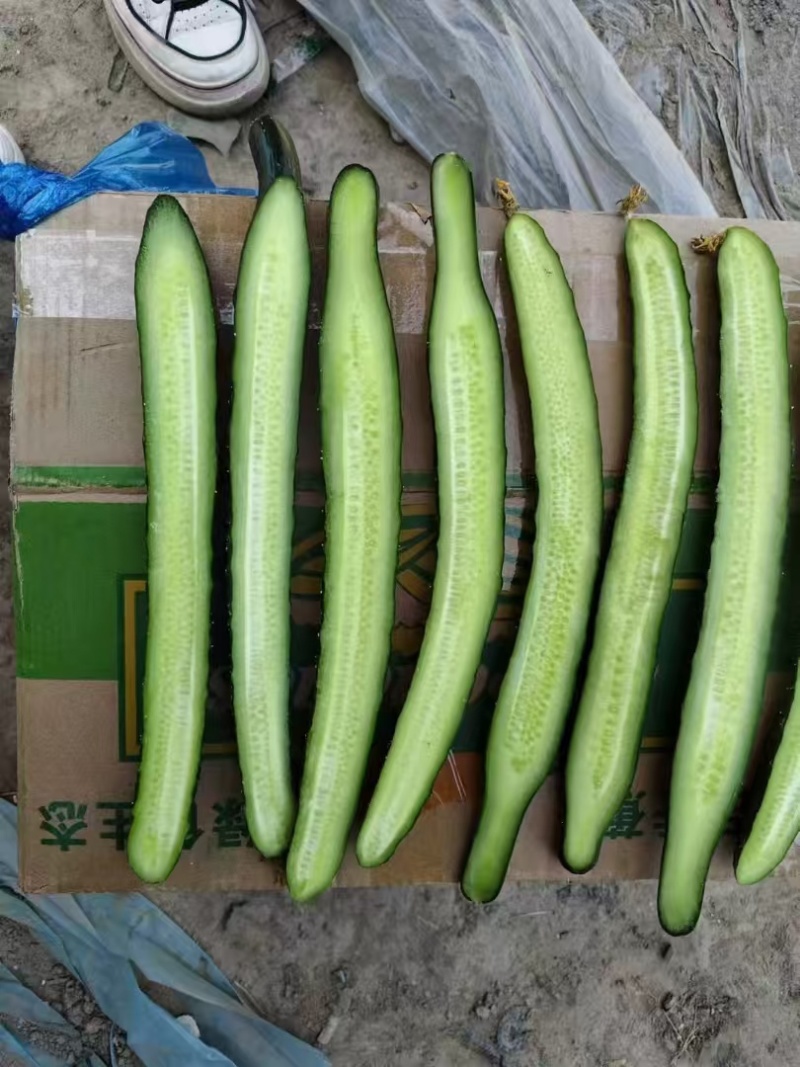 万亩精品黄瓜基地🥒，供应电商～市场～商超，质量三包