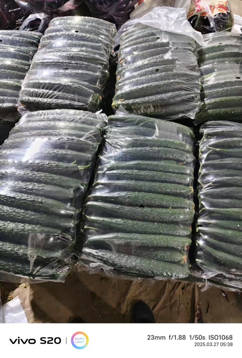 万亩精品黄瓜基地🥒，供应电商～市场～商超，质量三包