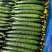 万亩精品黄瓜基地🥒，供应电商～市场～商超，质量三包