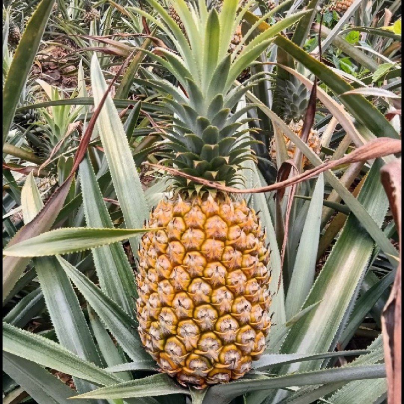 【精选】云南香菠萝产地直发货源充足规格齐全