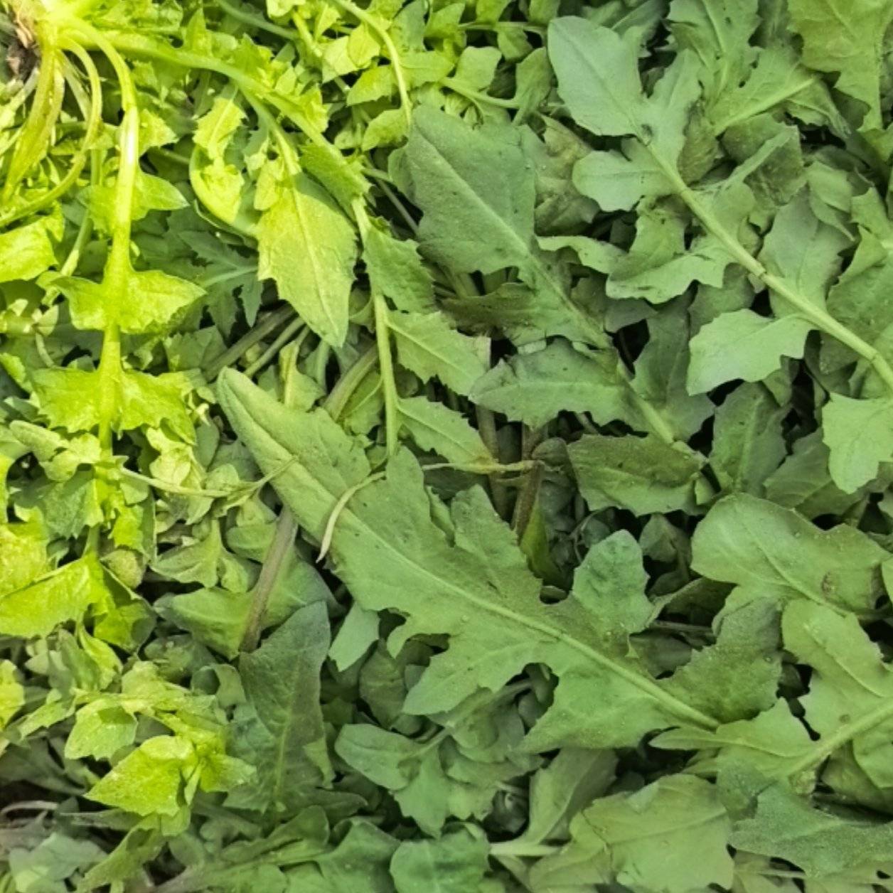 荠菜